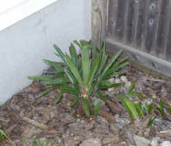 rhapidophyllum_hystrix_2003_jun20r.jpg (62738 bytes)