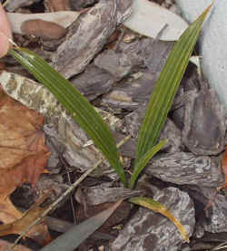 rhapidophyllum_hystrix_2003_mar8r.jpg (70930 bytes)