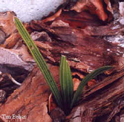 rhapidophyllum_hystrix.jpg (18474 bytes)