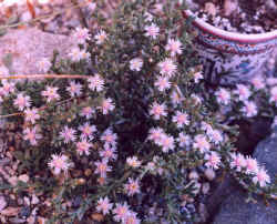 ruschia_rupicola_2002_may.jpg (51897 bytes)