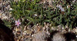 ruschia_rupicola_flower_092701.jpg (25551 bytes)