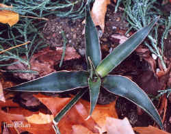 sansevieria_aethiopica-2.jpg (61660 bytes)