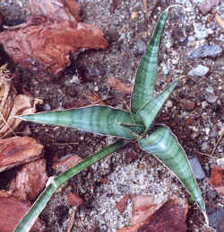 sansevieria_aethiopica.JPG (60698 bytes)
