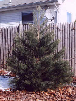 sequoia_gig-2.jpg (65962 bytes)