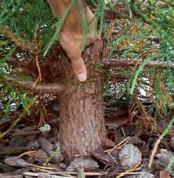 sequoia_gig-4_trunk_aug1401.jpg (178638 bytes)