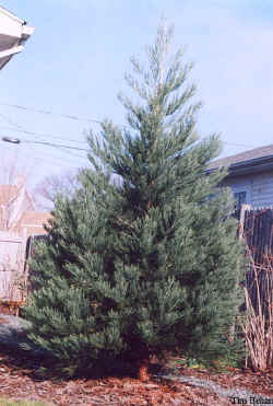 sequoiadendron_giganteum_2001_dec1.jpg (60969 bytes)