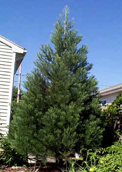 sequoiadendron_giganteum_2002_sept7.jpg (74998 bytes)