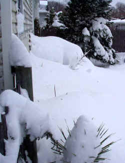 snow_garden_2003_dec7r.jpg (62371 bytes)