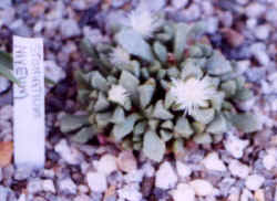 stomatium_niveum_flower.JPG (25176 bytes)