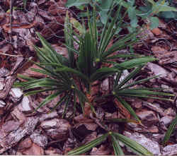 trachycarpus_fortunei2.jpg (74628 bytes)