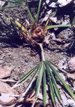 trachycarpus_fortunei3_april282001.jpg (95923 bytes)