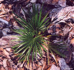 trachycarpus_fortunei4_june302001.jpg (68496 bytes)