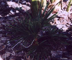 trachycarpus_fortunei7_sep012001.jpg (46084 bytes)