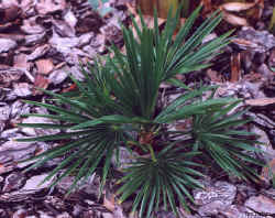 trachycarpus_fortunei8_oct012001.jpg (64219 bytes)