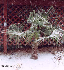 trachycarpus_fortunei_joeB_tim.jpg (58100 bytes)