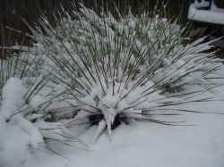 yucca_elata_snow_2002_nov27r.jpg (74486 bytes)