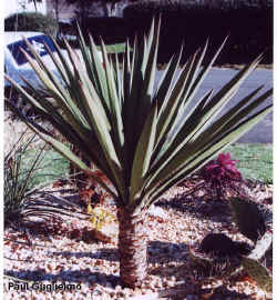 yucca_faxoniana_large.jpg (103343 bytes)