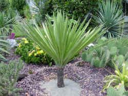 yucca_faxoniana_paul_may2002.jpg (62236 bytes)