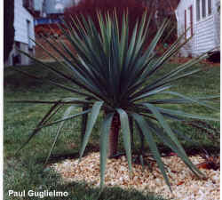 yucca_filamentosa_paul.jpg (75146 bytes)
