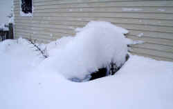 yucca_filifera_protection_snow_2003_dec7r.jpg (31349 bytes)