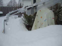 yucca_filifera_protection_snow_2003_feb7 r.jpg (36395 bytes)