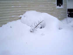 yucca_filifera_snow_2003_dec7r.jpg (32492 bytes)