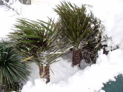 yucca_filiferas_bendleavessnow_2003_dec7r.jpg (74488 bytes)