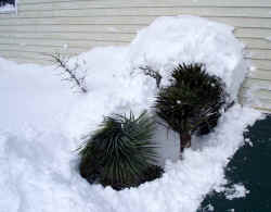 yucca_filiferas_dugoutsnow_2003_dec7r.jpg (56780 bytes)
