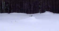 yucca_gloriosa_form1_snow_2003_dec7r.jpg (58955 bytes)