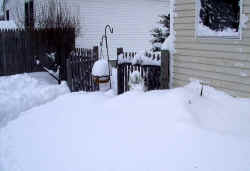 yucca_gloriosa_nickmd_snow_2003_dec7r.jpg (47413 bytes)
