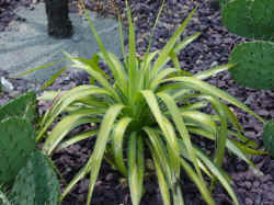 yucca_gloriosa_variegated_paul.jpg (60876 bytes)