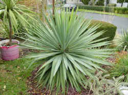 yucca_recurvifolia_paul_2003_may30r.jpg (62599 bytes)