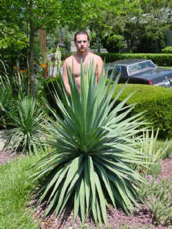 yucca_recurvifolia_paul_may2002.jpg (61438 bytes)