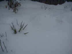 yucca_recurvifoliagloriosa_jimkelly_2003_feb7r.jpg (67956 bytes)