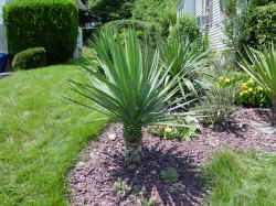 yucca_recuvifolia_paul_june2002.jpg (61838 bytes)
