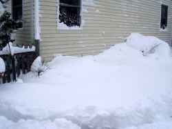 yucca_rostrata_snow_2003_dec7r.jpg (43696 bytes)
