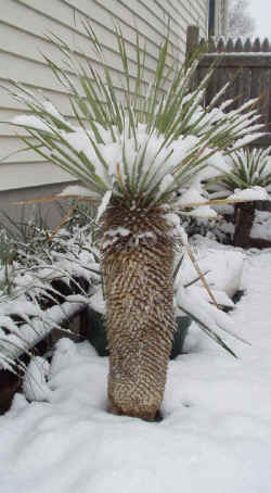 yucca_thompsoniana_snow_2002_nov27r.jpg (71907 bytes)