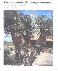 yucca_thompsonianaxrostrata_robert_2003_jun24.jpg (51598 bytes)
