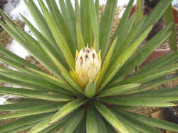 yucca_treculeana_flowerbud_2003_mar8r.jpg (45774 bytes)