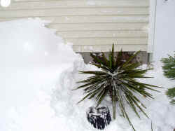 yucca_treculeana_shoveledoutsnow_2003_dec7r.jpg (48581 bytes)
