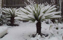 yucca_treculeana_snow_2002_nov27r.jpg (75669 bytes)