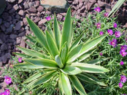 yucca_variegated_gloriosa_paul2.jpg (155374 bytes)